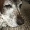 olive_warren - @dogsrthebestlol - TikTok
