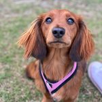 Olive Watt - @olive__the_sausage - Instagram