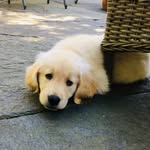 Olive Weber - @olive_laugh_love - Instagram