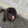 Oli web - @oliver.webster6 - TikTok