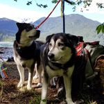 Olive and Truman Weiss - @twin_husky_love - Instagram