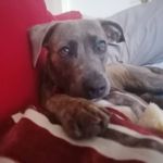 Olive 🐾 - @olive_wheeler108 - Instagram
