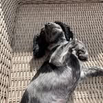 Olive White (hooman Deb) - @the.quirks.of.olivew8422 - Instagram