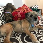 Wiley and Olive - @wiley_and_olive - Instagram