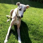 @olive.the.wise.whippet - Instagram