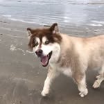 Olive “woo” Wolfe (Deb Wolfe) - @olive_woowolfe - Instagram