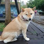 吳秋霞 - @olive.wu.564 - Instagram
