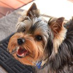 Olive - @olive.yorkie - Instagram