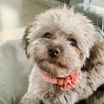 Olive - @olive_yorkiepoo - Instagram