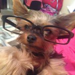 @olive_yorkie - Instagram