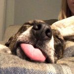 Oliver Ackerman - @oliver_thewienerdog - Instagram