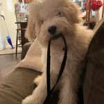 Oliver & Allison - @allie.and.ollie - Instagram
