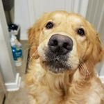 Oliver Allison-Rud - @oliverstwistedtails - Instagram
