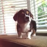 Oliver Anton Reynolds 🐾 - @ollyanton - Instagram