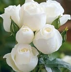 Oliver Arthur - Facebook