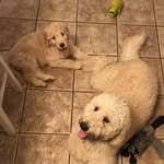 Oliver & Augustus Babb - @ollieandgusshow - Instagram