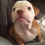 Oliver Baird Echoles - @obetheonebully - Instagram