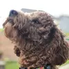 baxterthedoodle - @baxter.oliver - TikTok