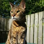 Oliver Baxter - @oliver_bengal_cat - Instagram