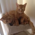 Oliver&Baxter - @oliverandbaxter - Instagram