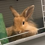 Oliver Benton - @oliverbthebunny - Instagram