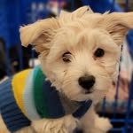 Oliver Benton The 1st 🐕🐶🐾 - @oliverbentoncruz - Instagram