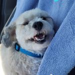 Oliver 'Ollie' Bear Berger - @olliebearberger - Instagram