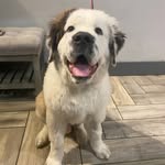 Oliver Bernard - @oliverbernarddog - Instagram