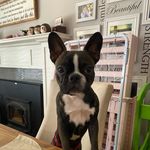 Oliver Carlos Betts - @ollie_the_frenchton - Instagram