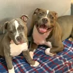 American Bully - @ol_iverblue - Instagram