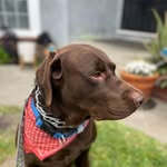 Hola yo soy oliver 🐶🦴🦴🐾🐾🐶 - @oliver_blueoficial - Instagram