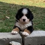o l i v e r    b l u e - @oliverblue_thebernese - Instagram