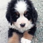 o l i v e r   b l u e - @oliverbluebernese - Instagram