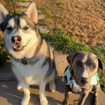 Oliver + Blue 🐾 - @oliver_and__blue - Instagram