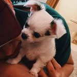 Oliver Blue - @pupoliverblue - Instagram