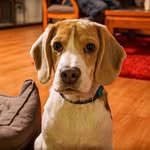 Oliver Blue - @oliverblue_beagle - Instagram