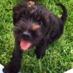 Oliver Blue - @oliverblue_theschnauzer - Instagram