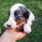 Oliver Blue - @oliver.dachs - Instagram