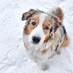 Oliver Blue - @oliverblueaussie - Instagram