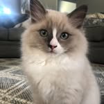 Oliver Blue. 💙 - @oli.verblue - Instagram