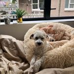 Oliver Blue 🐾 - @oliver.the.puff - Instagram