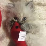 Oliver Blue and Aspen - @oliver_blue_kittens - Instagram