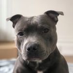 Oliver blue staffy - @oliver_bluestaffy - Instagram