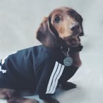 Oliver-Blue the Dachshund - @oliverbluethedachshund - Instagram