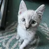 OliverBlue - @.oliverblue - TikTok