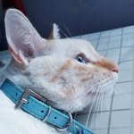 Oliverblue - @oliver.blueeyes - Instagram