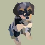 🐶Ollie🐶 - @oliver._.blue - Instagram