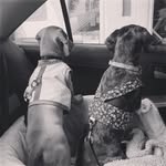 SaraJane_OliverBlue - @mysweetsarajane_oliverblue - Instagram