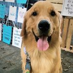 Oliver bb - @oliver_bolinha - Instagram