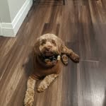 Sparky Oliver Bolinger - @bolingeroliver - Instagram